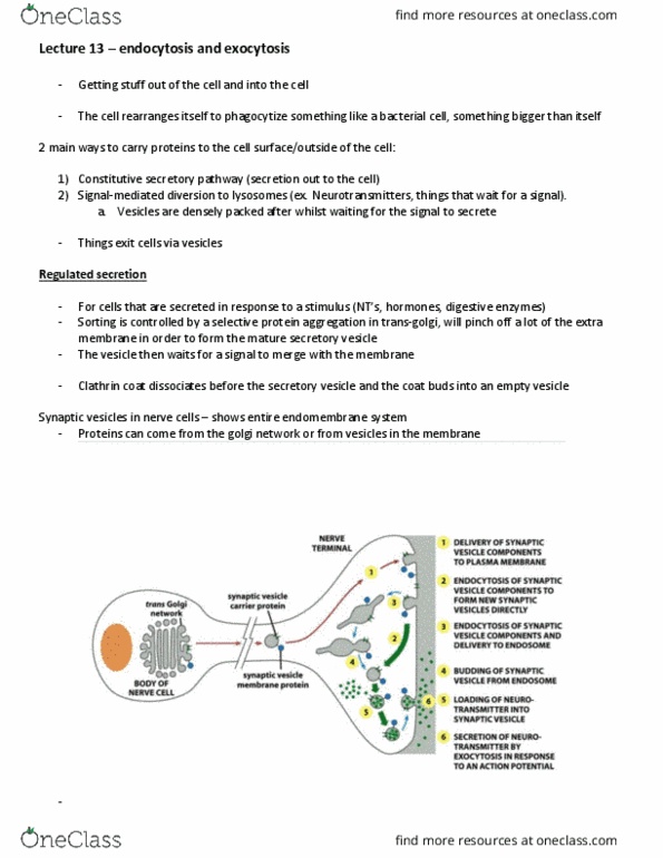 BIOL 3301 Lecture Notes - Lecture 13: Secretion, Protein Aggregation, Endomembrane System thumbnail