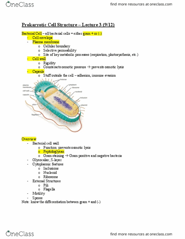 BISC300 Lecture Notes - Lecture 3: Gram Staining, Gram-Negative Bacteria, Cell Adhesion thumbnail