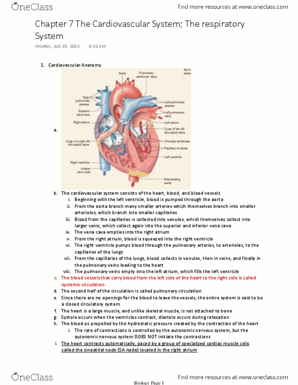 BSC 3096 Lecture Notes - Fibrinogen, Systolic Geometry, Capillary thumbnail
