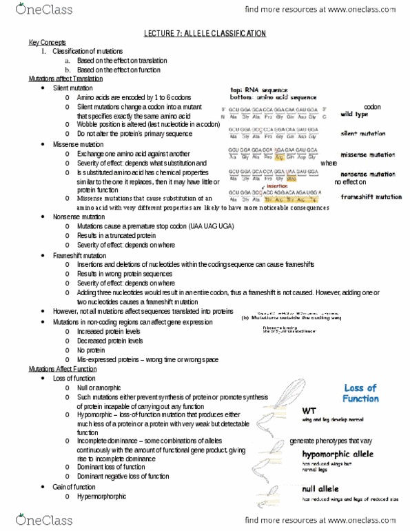 Biology 2581B Lecture Notes - Lecture 8: Ectopic Expression, Aniridia, Null Allele thumbnail