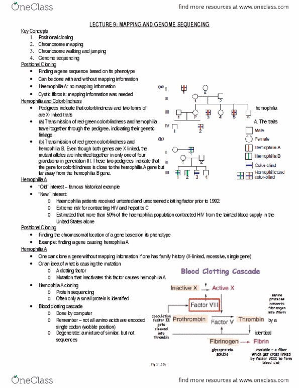 Biology 2581B Lecture Notes - Lecture 10: Genetic Screen, Haemophilia B, Cystic Fibrosis thumbnail