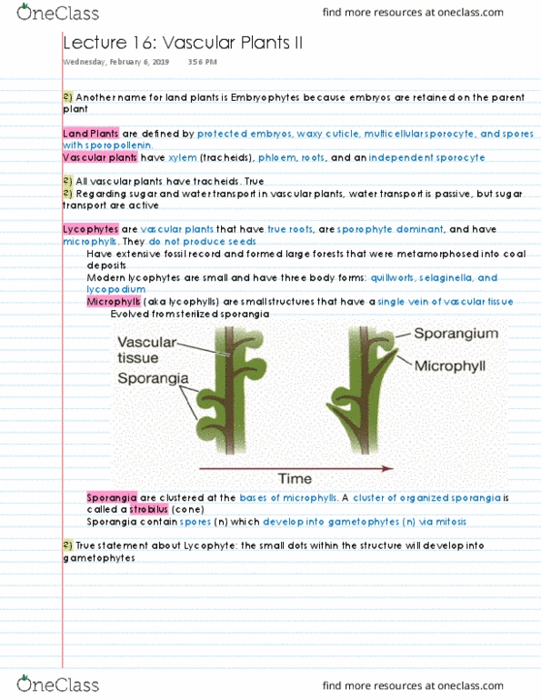 BIS 2C Lecture 16: Vascular Plants 2 thumbnail