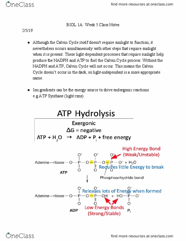 BIOL 1A Lecture Notes - Lecture 5: Light-Independent Reactions, Atp Synthase, Endergonic Reaction thumbnail
