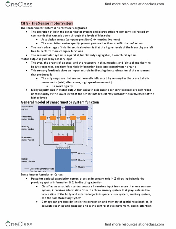 PSY 106 Chapter 8: Sensorimotor System thumbnail