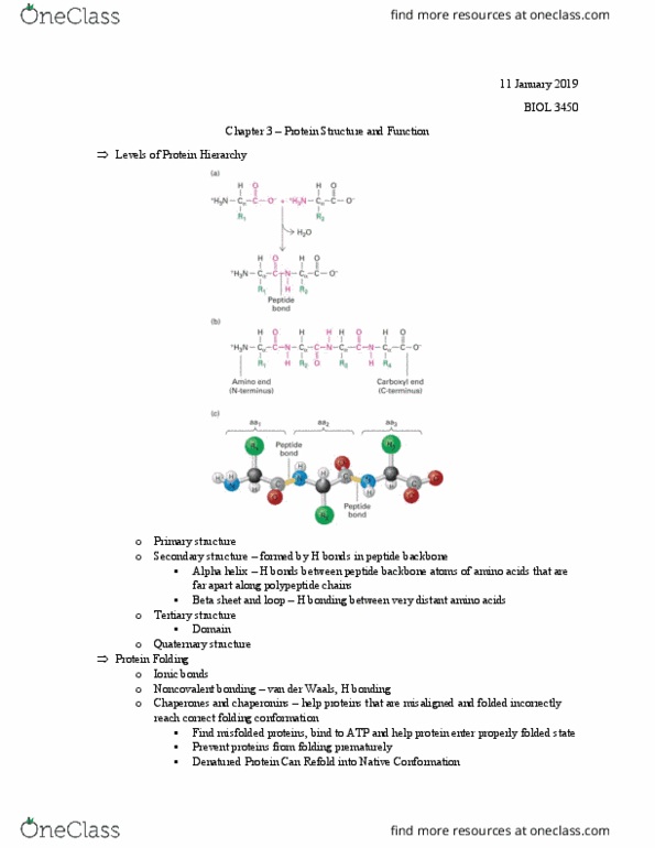 BIOL 3450 Lecture Notes - Lecture 3: Alpha Helix, Beta Sheet, Peptide thumbnail