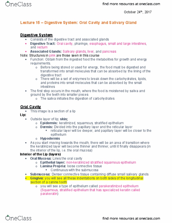 ANAT 261 Lecture 15: Lecture 15 - Digestive thumbnail