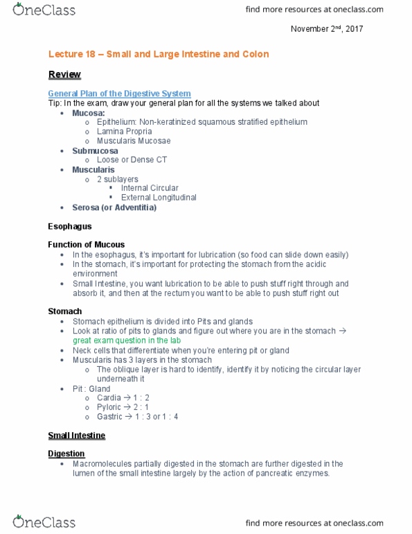 ANAT 261 Lecture 18: Lecture 18 - intestine and colon thumbnail