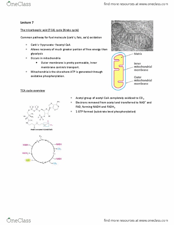 BIOL 201 Lecture Notes - Antiporter, Uniporter, Atp Hydrolysis thumbnail