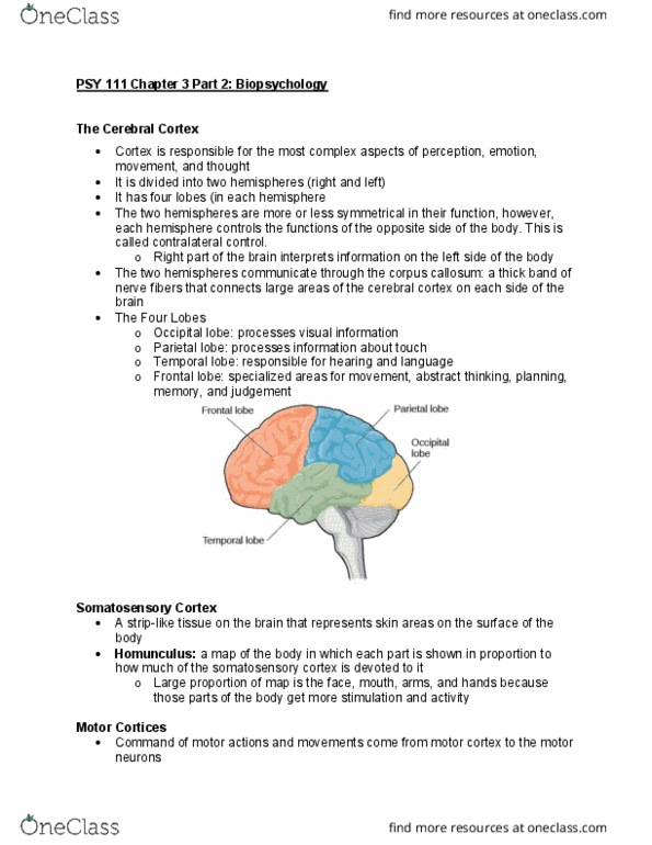 PSY 111 Lecture Notes - Lecture 5: Occipital Lobe, Parietal Lobe, Frontal Lobe thumbnail