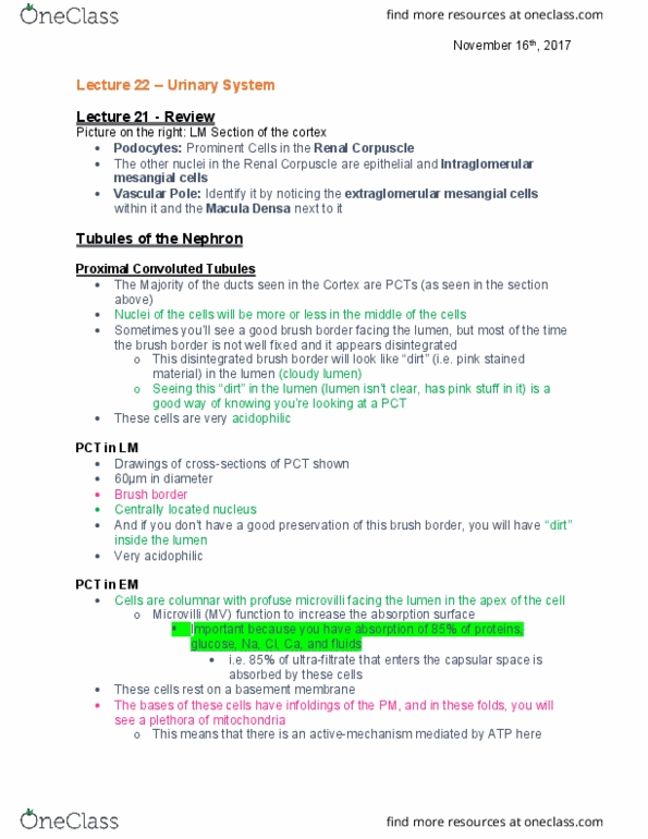 ANAT 261 Lecture 22: Lecture 22 - Urinary System thumbnail