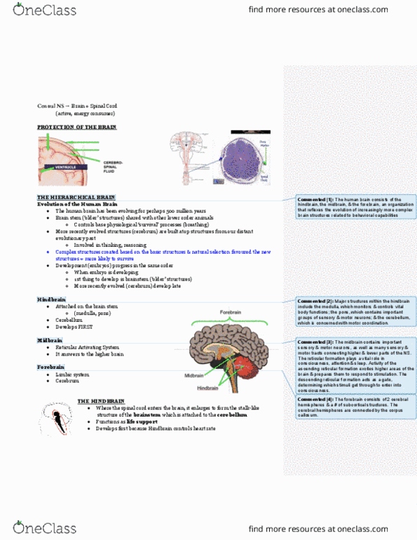 Psychology 1000 Lecture 4: 3.5_ The Brain thumbnail