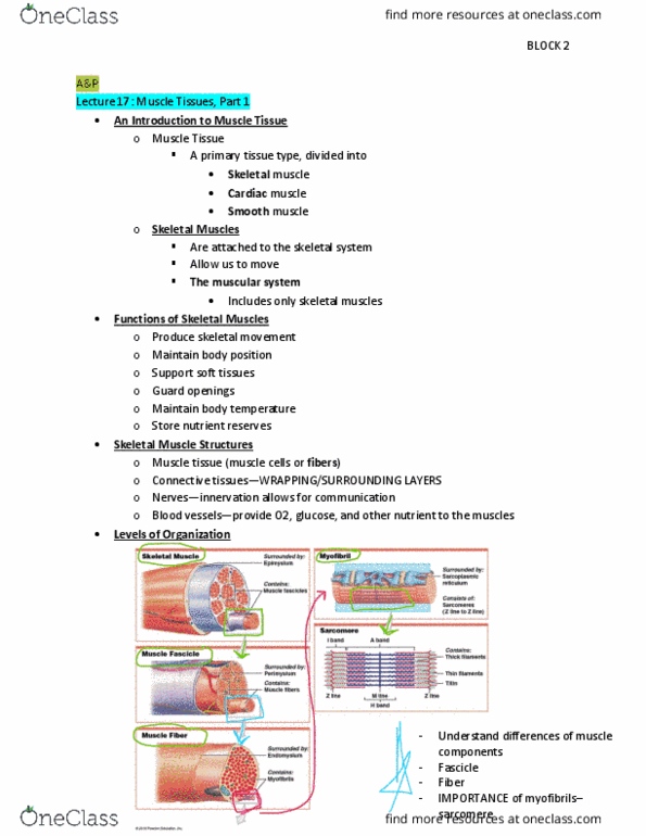 BIOL 2443 Lecture Notes - Lecture 7: Skeletal Muscle, Myocyte, Cardiac Muscle thumbnail