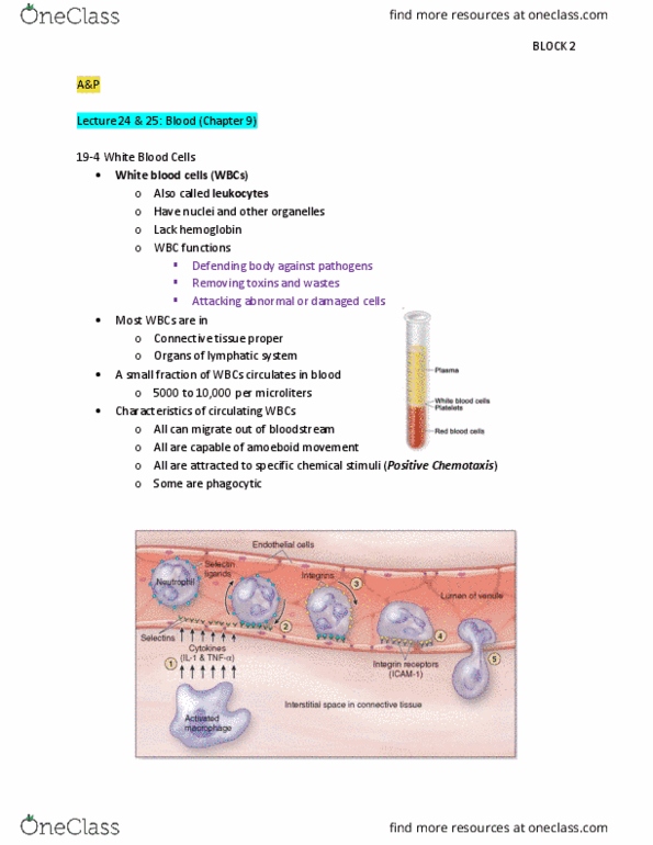 BIOL 2443 Lecture Notes - Lecture 4: Connective Tissue, Amoeboid Movement, Chemotaxis thumbnail
