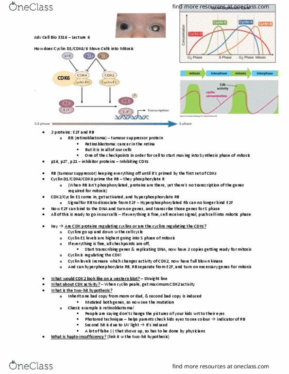 Biology 3316A/B Lecture Notes - Lecture 6: Cyclin E1, E2F, Cyclin-Dependent Kinase 2 thumbnail