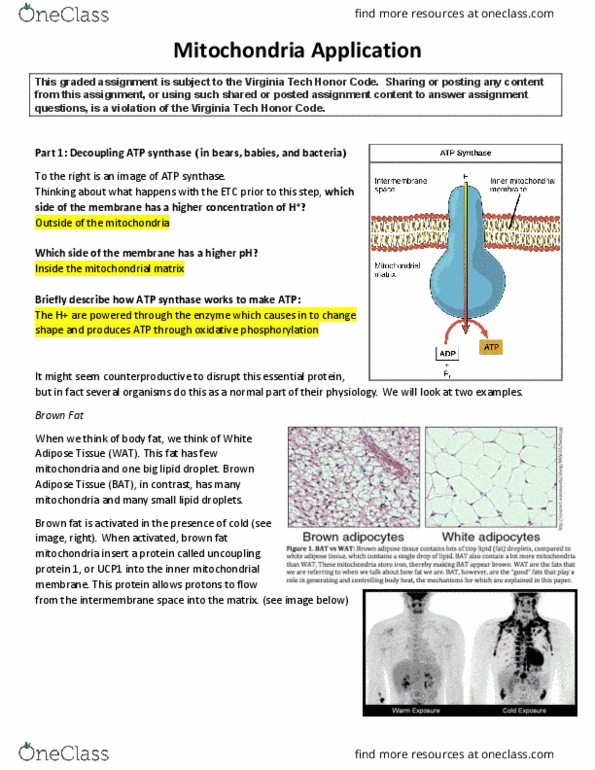 BIOL 2124 Lecture Notes - Lecture 8: Atp Synthase, Lipid Droplet, Brown Adipose Tissue thumbnail