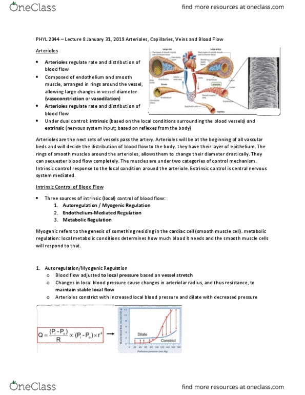 PHYL 2044 Lecture Notes - Lecture 8: Vascular Smooth Muscle, Myogenic Mechanism, Capillary thumbnail