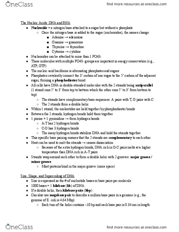 BSC 310 Lecture Notes - Lecture 22: Ribosomal Rna thumbnail