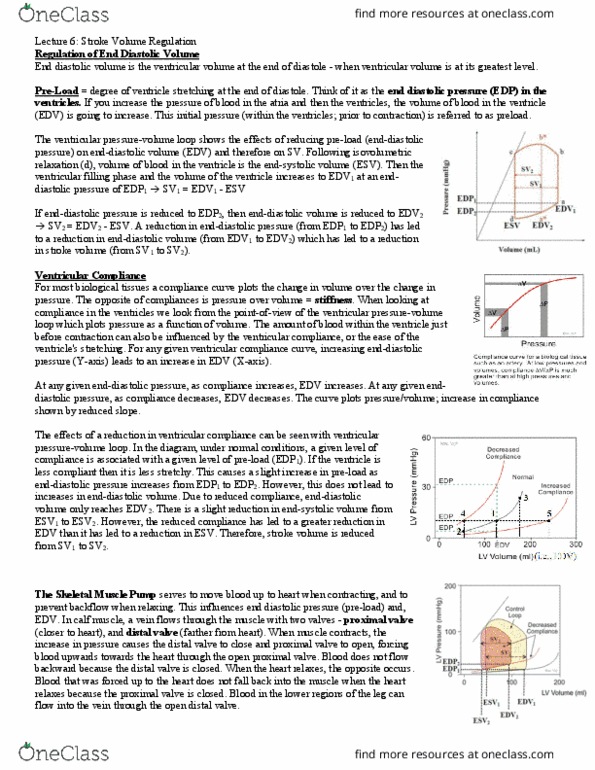 BIOC34H3 Lecture Notes - Lecture 6: Stroke Volume, Diastole, Muscle Contraction thumbnail