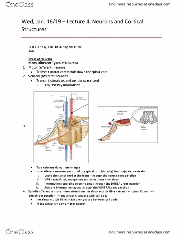 Kinesiology 1080A/B Lecture Notes - Lecture 4: Intrafusal Muscle Fiber, Dorsal Root Ganglion, Alpha Motor Neuron thumbnail