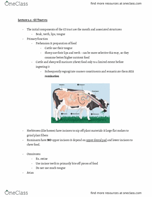 ANFS251 Lecture Notes - Lecture 3: Reticulorumen, Coprophagia, Peristalsis thumbnail