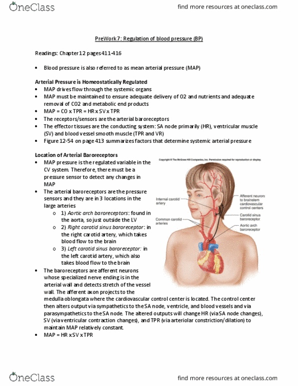 PHYSIOL 201 Chapter 11: PHYSIOL 201 Chapter : Regulation of BP thumbnail