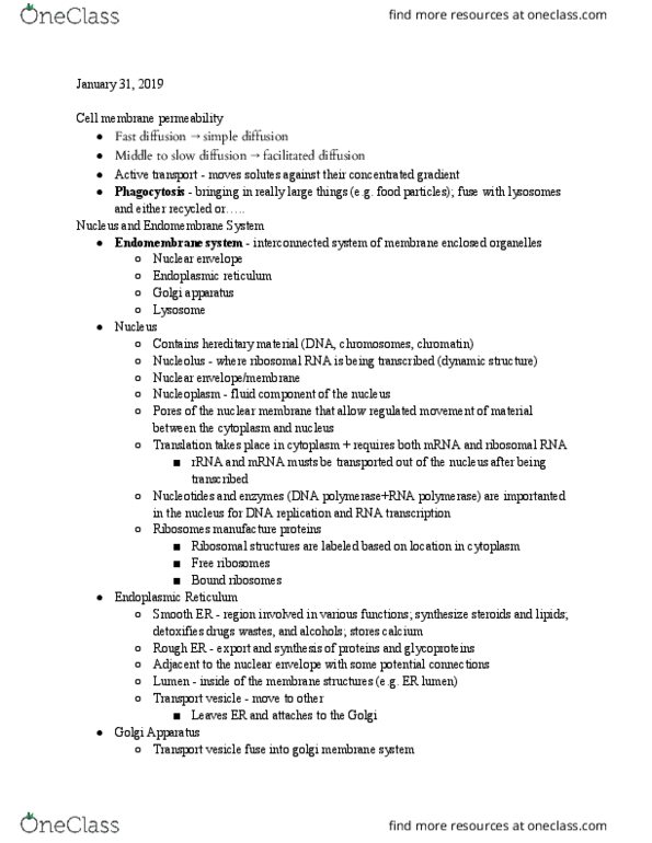 BIOL 102 Lecture Notes - Lecture 7: Endomembrane System, Endoplasmic Reticulum, Golgi Apparatus thumbnail