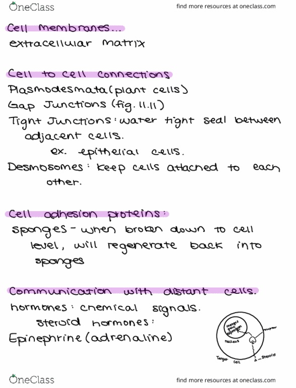 BIOL 150 Chapter Notes - Chapter 11: Extracellular Matrix, Cell Adhesion thumbnail