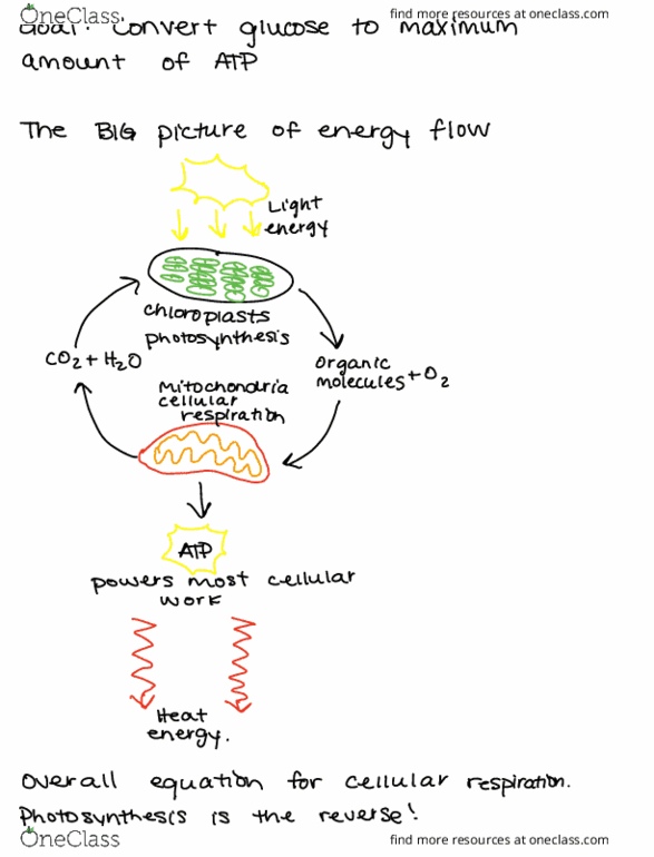 BIOL 150 Chapter Notes - Chapter 9: Cellular Respiration, Photosynthesis, Chemiosmosis thumbnail