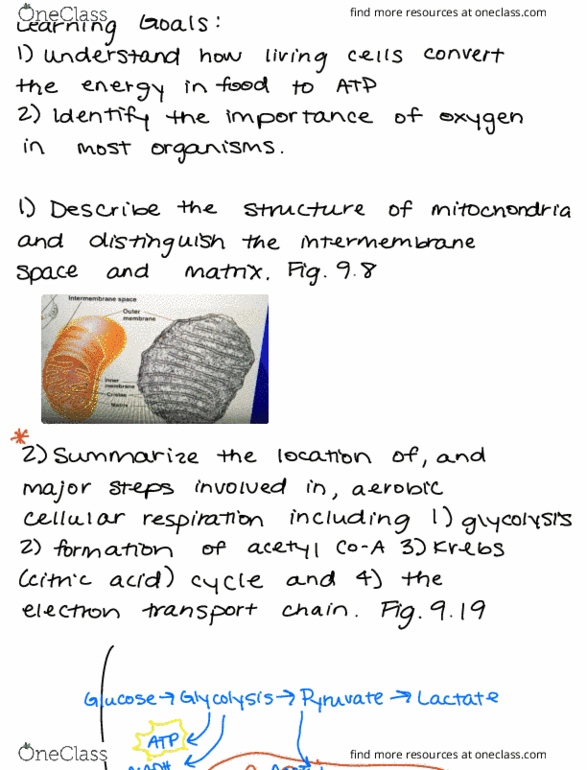 BIOL 150 Chapter Notes - Chapter 9: Citric Acid Cycle, Glycolysis, Pyruvic Acid thumbnail