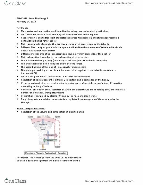 PHYL 2044 Lecture Notes - Lecture 2: Distal Convoluted Tubule, Paracellular Transport, Loop Diuretic thumbnail