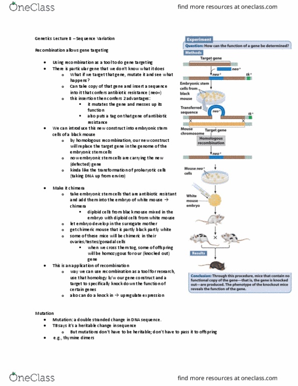 Biology 2581B Lecture Notes - Lecture 8: Embryonic Stem Cell, Pyrimidine Dimer, Antimicrobial Resistance thumbnail