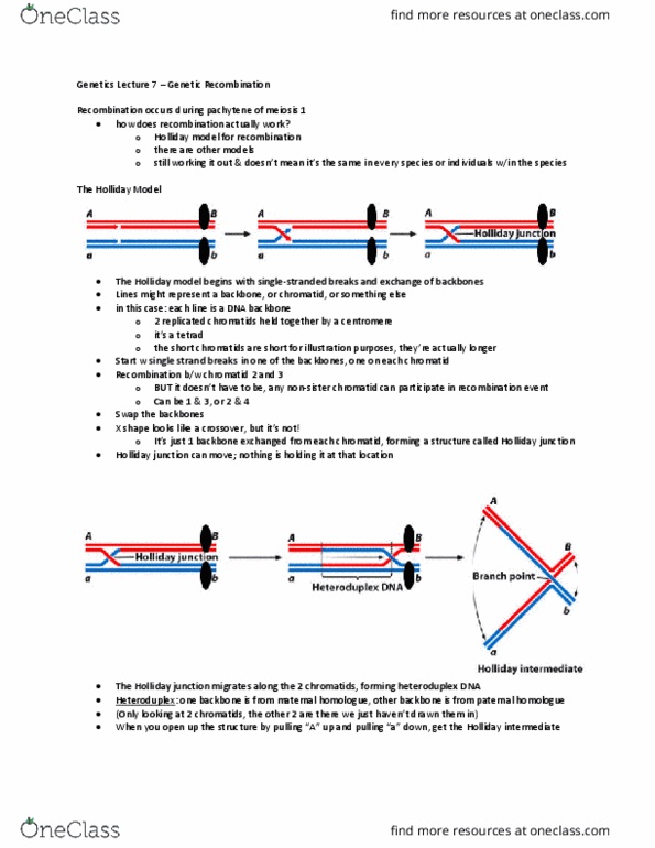 Biology 2581B Lecture Notes - Lecture 7: Holliday Junction, Heteroduplex, Centromere thumbnail