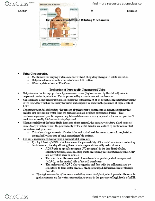 BISC 3166 Lecture Notes - Lecture 16: Collecting Duct System, Distal Convoluted Tubule, Posterior Pituitary thumbnail