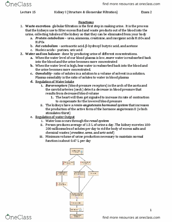 BISC 3166 Lecture Notes - Lecture 15: Plasma Osmolality, Angiotensin, Phosphate thumbnail