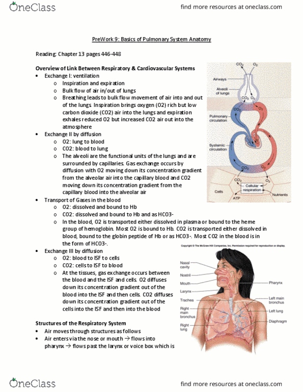 PHYSIOL 201 Chapter Notes - Chapter 18: Gas Exchange, Globin, Hemoglobin thumbnail
