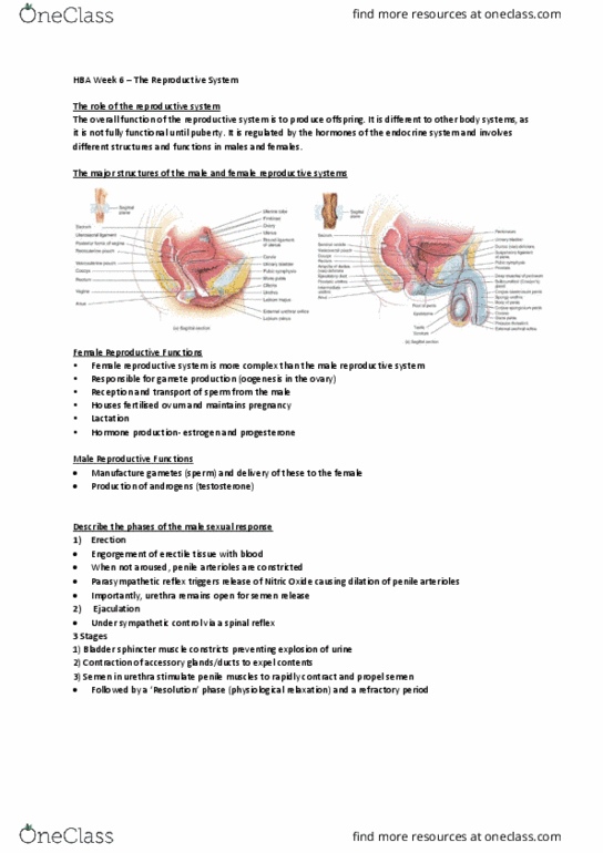 HBS101 Lecture Notes - Spring 2019, Lecture 6 - Female Reproductive ...