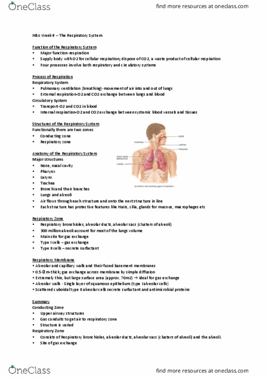 HBS101 Lecture Notes - Lecture 9: Alveolar Cells, Pulmonary Surfactant, Respiratory Tract thumbnail