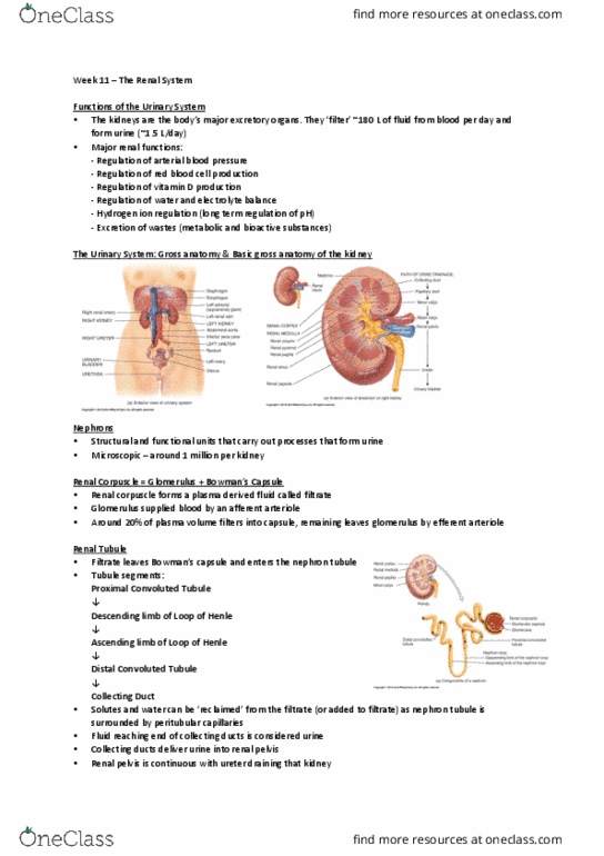 HBS101 Lecture Notes - Lecture 11: Proximal Tubule, Renal Corpuscle, Renal Pelvis thumbnail
