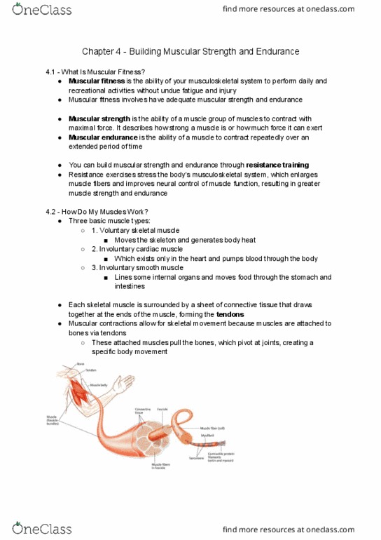 Kinesiology 2000A/B Chapter Notes - Chapter 4: Skeletal Muscle, Human Musculoskeletal System, Cardiac Muscle thumbnail