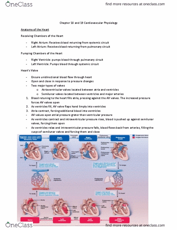 PHED-2507EL Lecture Notes - Lecture 3: Heart Valve, Pulmonary Valve, Pulmonary Circulation thumbnail