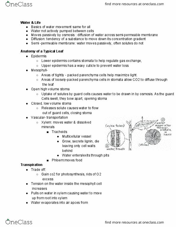 BISC208 Lecture Notes - Lecture 6: Semipermeable Membrane, Transpiration, Stoma thumbnail