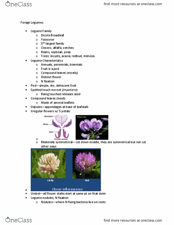 ANFS602 Lecture Notes - Lecture 4: Clover, Melilotus, Fabaceae thumbnail