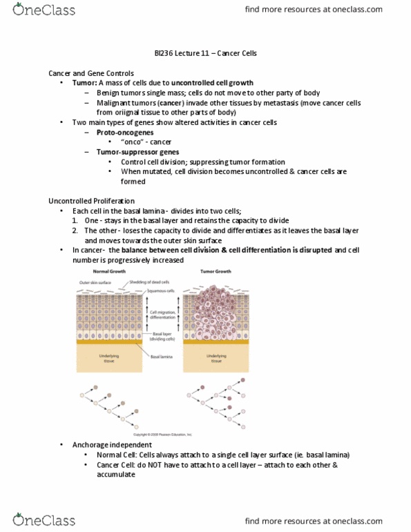 BI236 Lecture Notes - Lecture 11: Oncogene, P53, Telomerase thumbnail