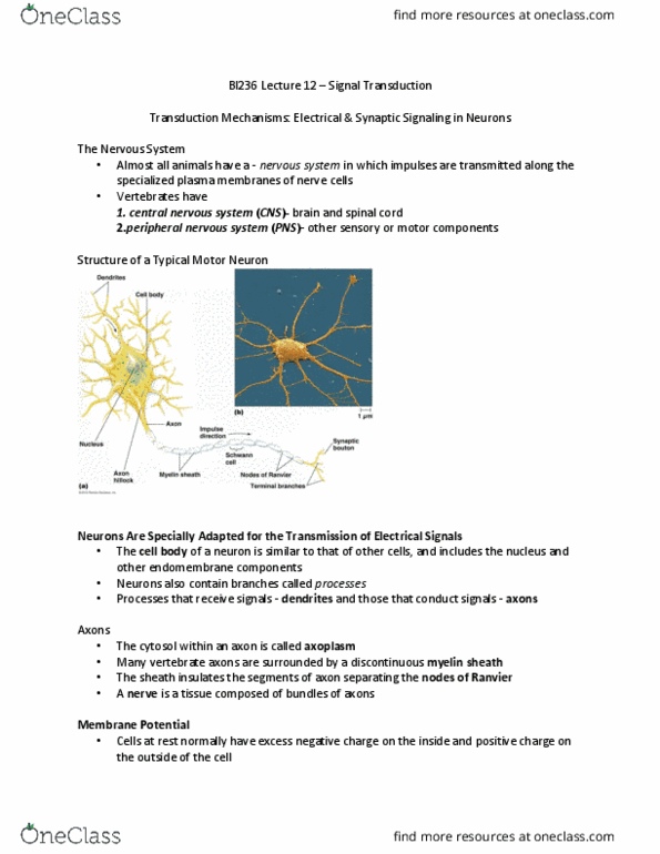 BI236 Lecture Notes - Lecture 12: Central Nervous System, Myelin, Peripheral Nervous System thumbnail