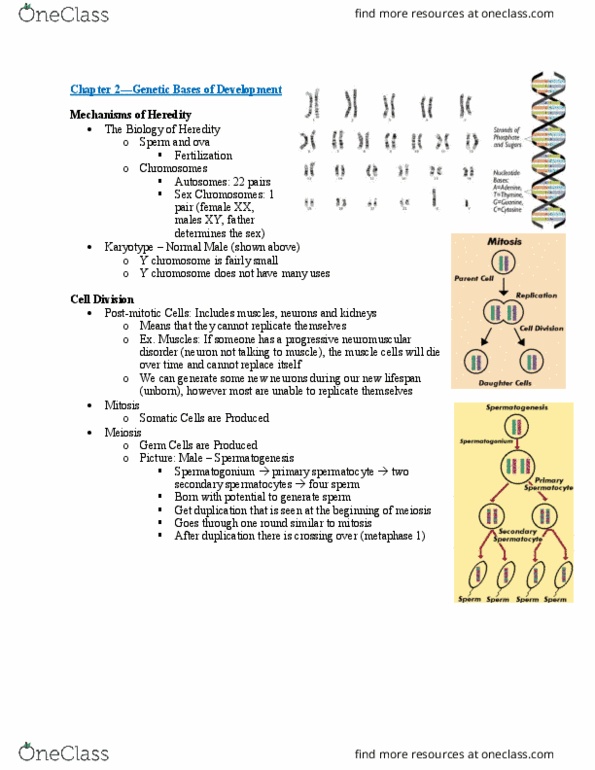 L33 Psych 321 Lecture Notes - Lecture 4: Spermatocyte, Spermatogonium, Y Chromosome thumbnail