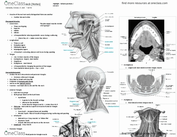 MEDRADSC 2RA3 Lecture Notes - Lecture 12: Thoracic Vertebrae, Hyoglossus, Hyoid Bone thumbnail