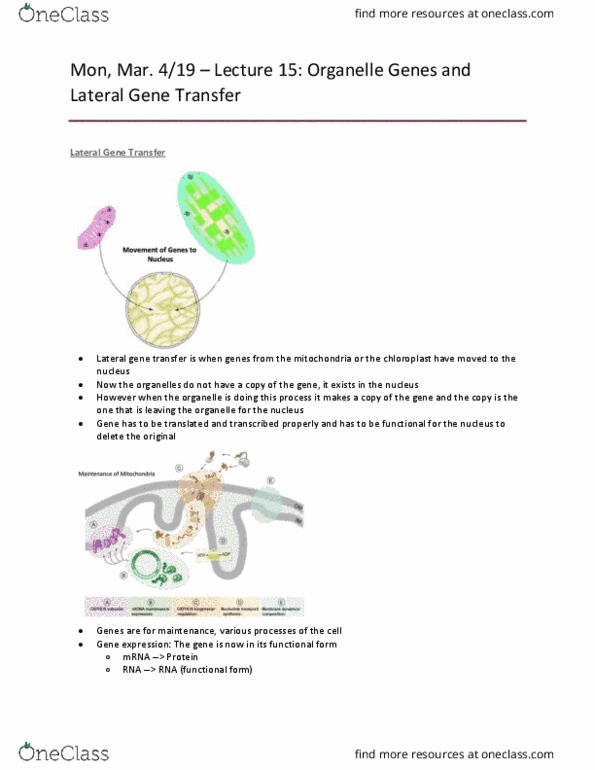 Biology 1202B Lecture Notes - Lecture 15: Horizontal Gene Transfer, Gene Expression, Organelle thumbnail