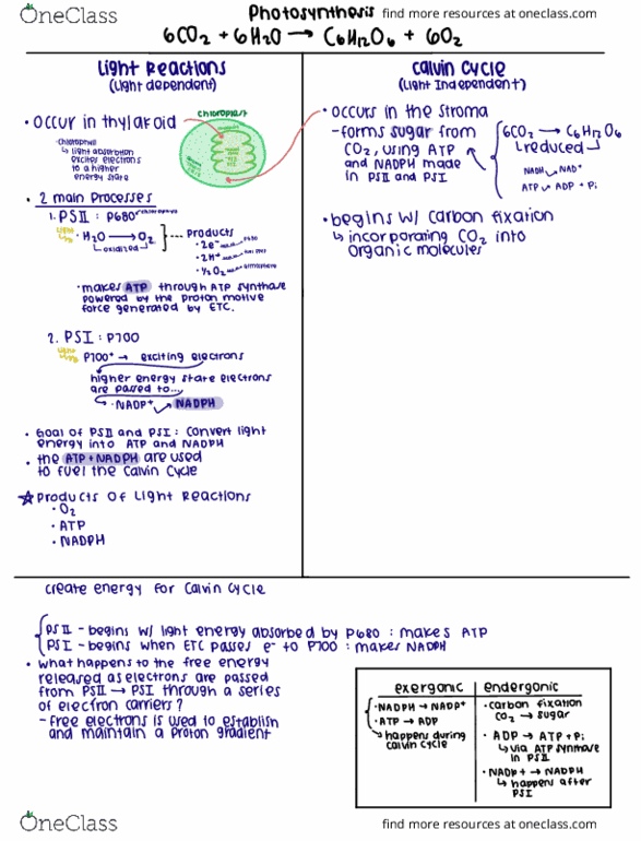 BSC-2010 Lecture Notes - Lecture 25: Carbon Fixation, P680, Light-Independent Reactions thumbnail