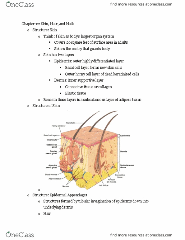 NUR332 Lecture Notes - Lecture 8: Adipose Tissue, Stratum Basale, Dermis thumbnail