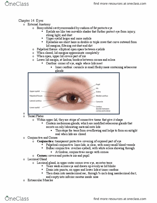 NUR332 Lecture Notes - Lecture 10: Palpebral Fissure, Lacrimal Gland, Lacrimal Sac thumbnail